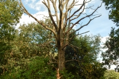 DSCN0294
